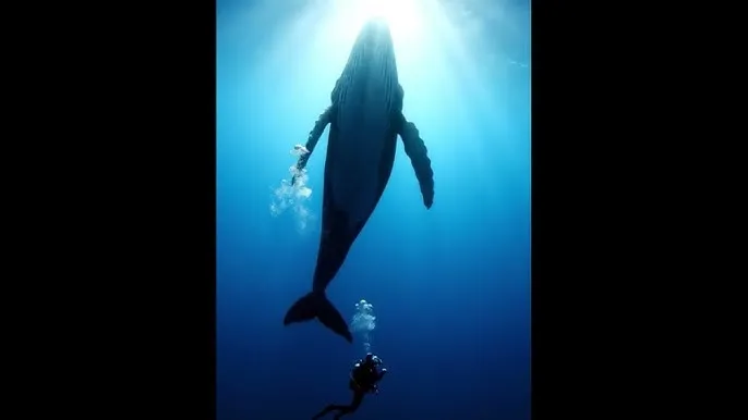 烈日阳光 - 深蓝星球：探索海洋深处的未知世界